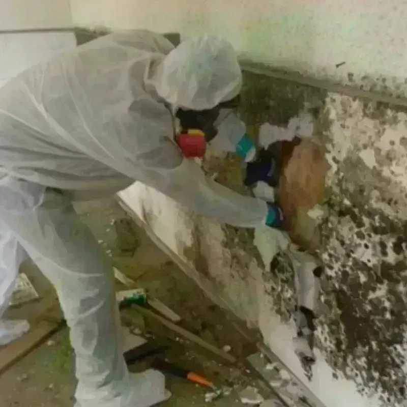 Mold Remediation and Removal in Lowell, AR